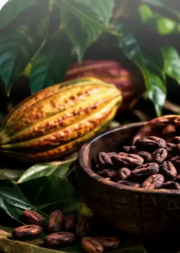 Cabosses de cacao et fèves dans un bol en bois